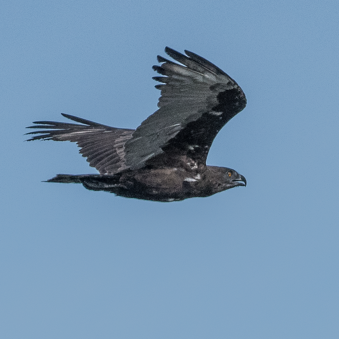 Circaète brun (Brown snake-eagle, Circaetus cinerreus), immature au vol, Kwando reserve, Delta de l'Okavango, Botswana.